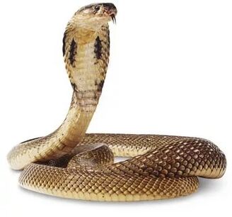 composition of the king cobra